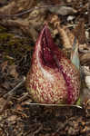 Skunk cabbage